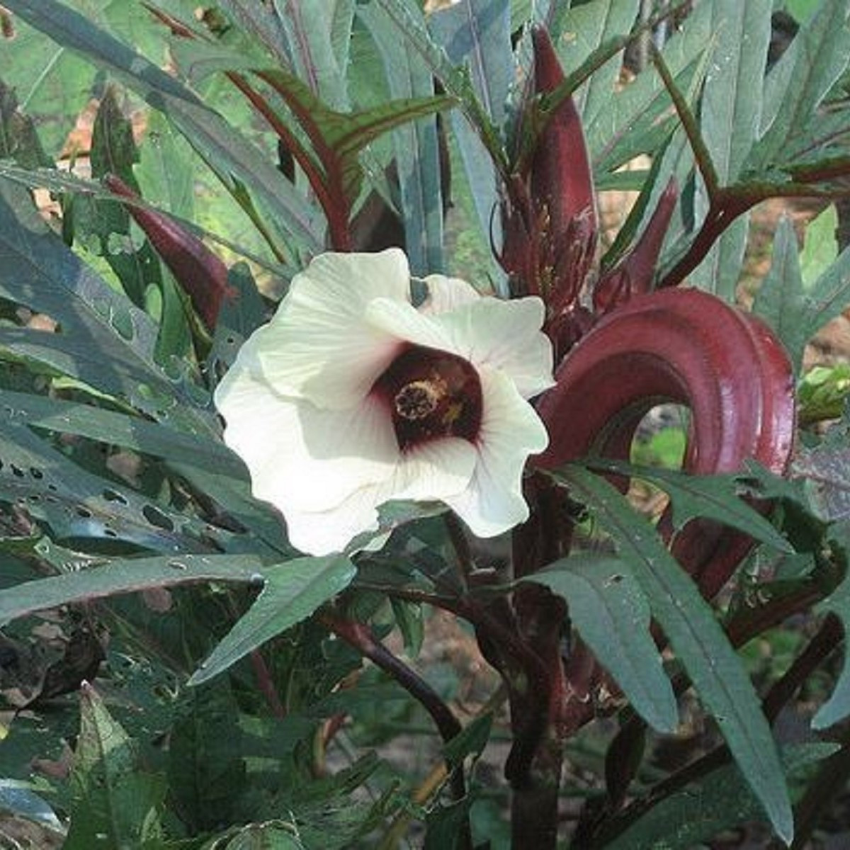 Ibišek jedlý - Okra burgunda - semena ibišku - 8 ks