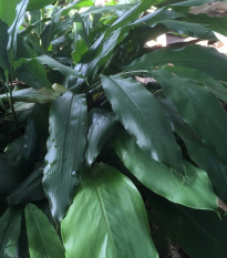 Kardamom černý - Amomum subulatum - semena kardamomu - 5 ks