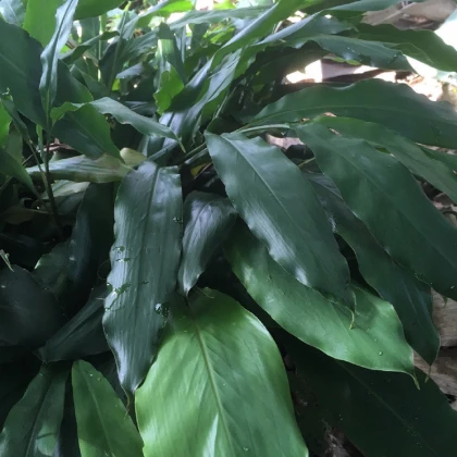 Kardamom černý - Amomum subulatum - semena kardamomu - 5 ks