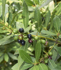 Vavřín vznešený - Laurus nobilis - semena vavřínu - 5 ks