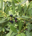 Vavřín vznešený - Laurus nobilis - semena vavřínu - 5 ks