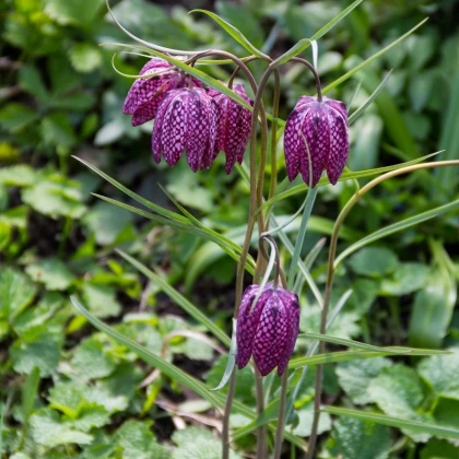 Řebčík kostkovaný - Fritillaria meleagris - cibule řebčíku - 3 ks