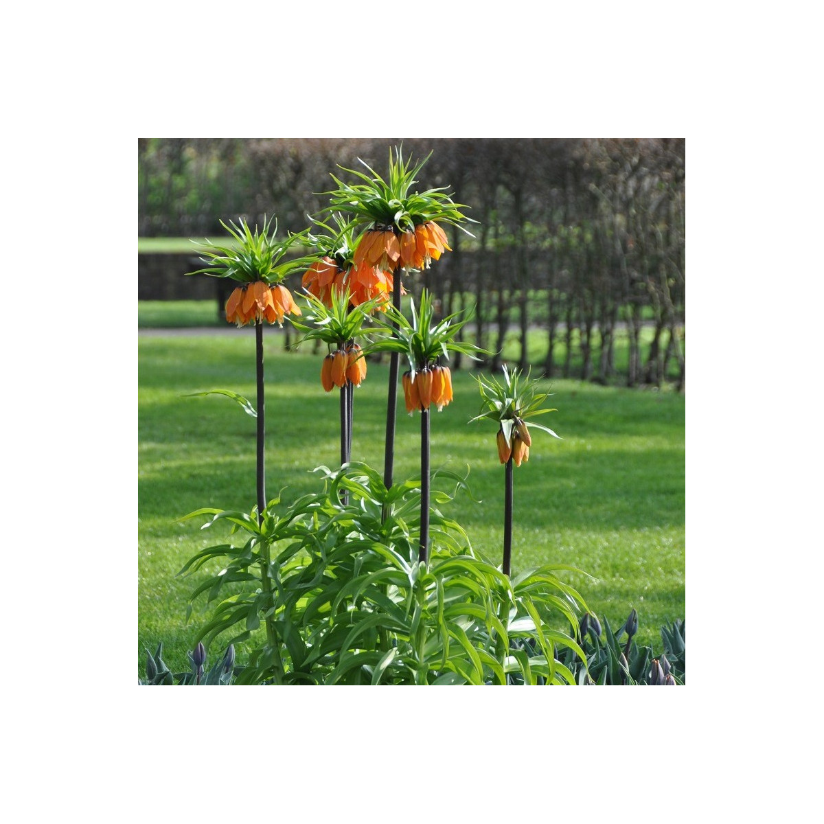 Řebčík královský Aurora - Fritillaria imperialis - cibule řebčíku - 1 ks