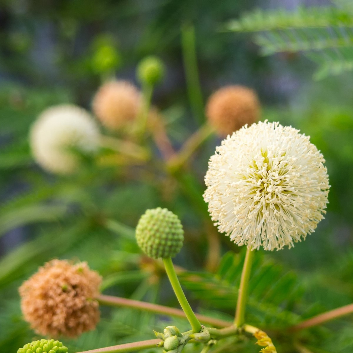 Divoká mimóza - Leucaena leucocephala - semena mimózy - 7 ks