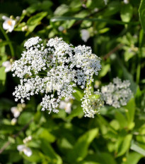Bedrník obecný - Pimpinella saxifraga - semena bedrníku - 50 ks