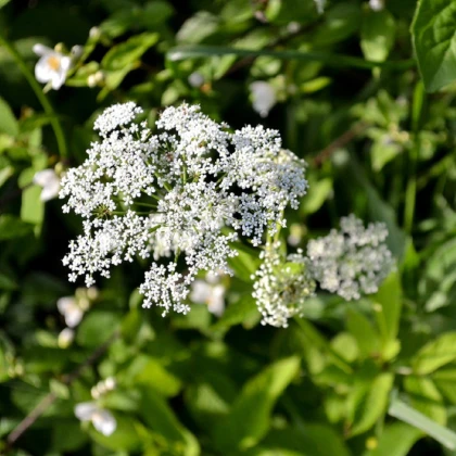 Bedrník obecný - Pimpinella saxifraga - semena bedrníku - 50 ks