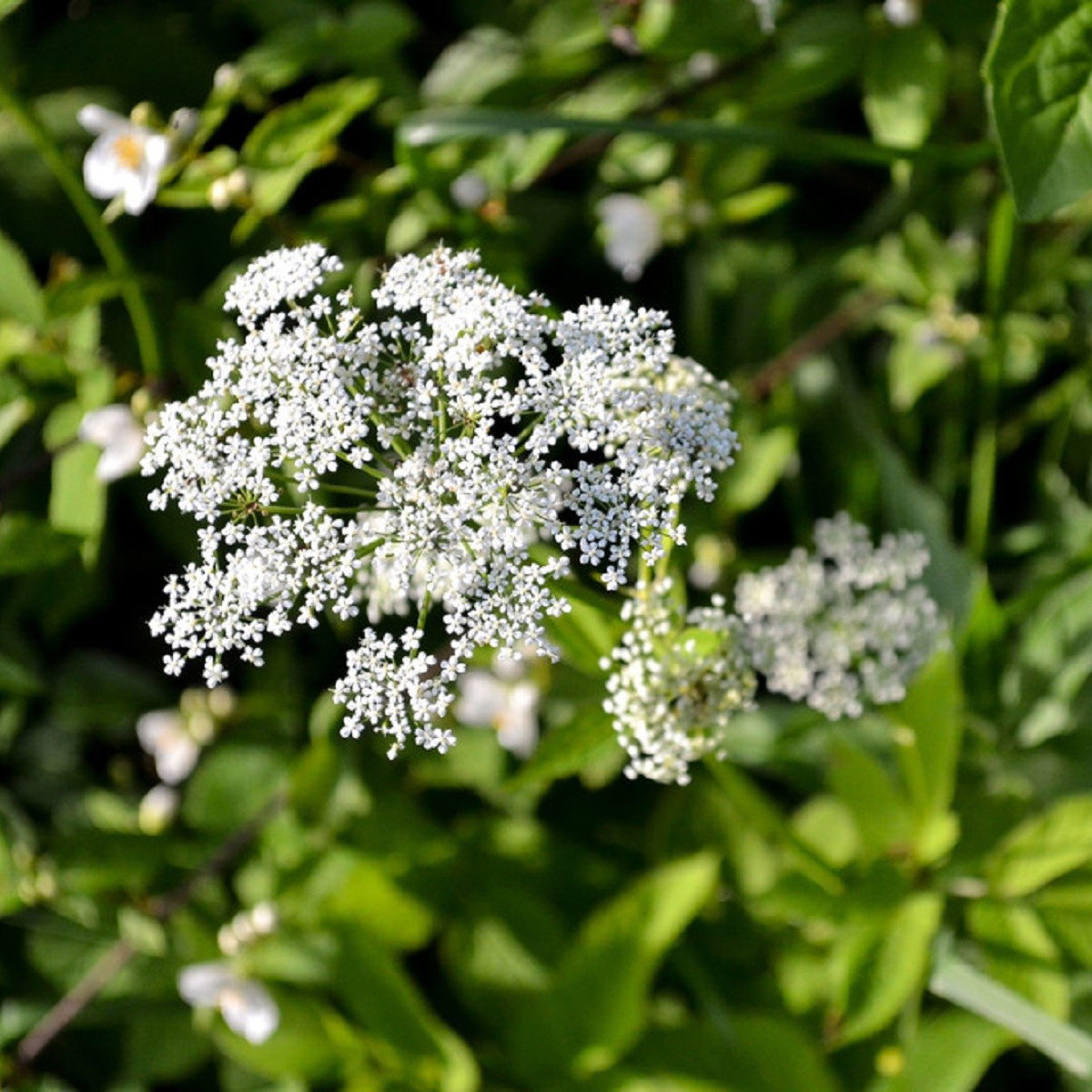 Bedrník obecný - Pimpinella saxifraga - semena bedrníku - 50 ks