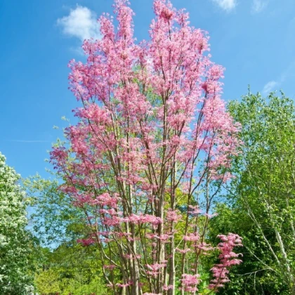 Česnekovník čínský - Toona sinensis - semena česnekovníku - 7 ks