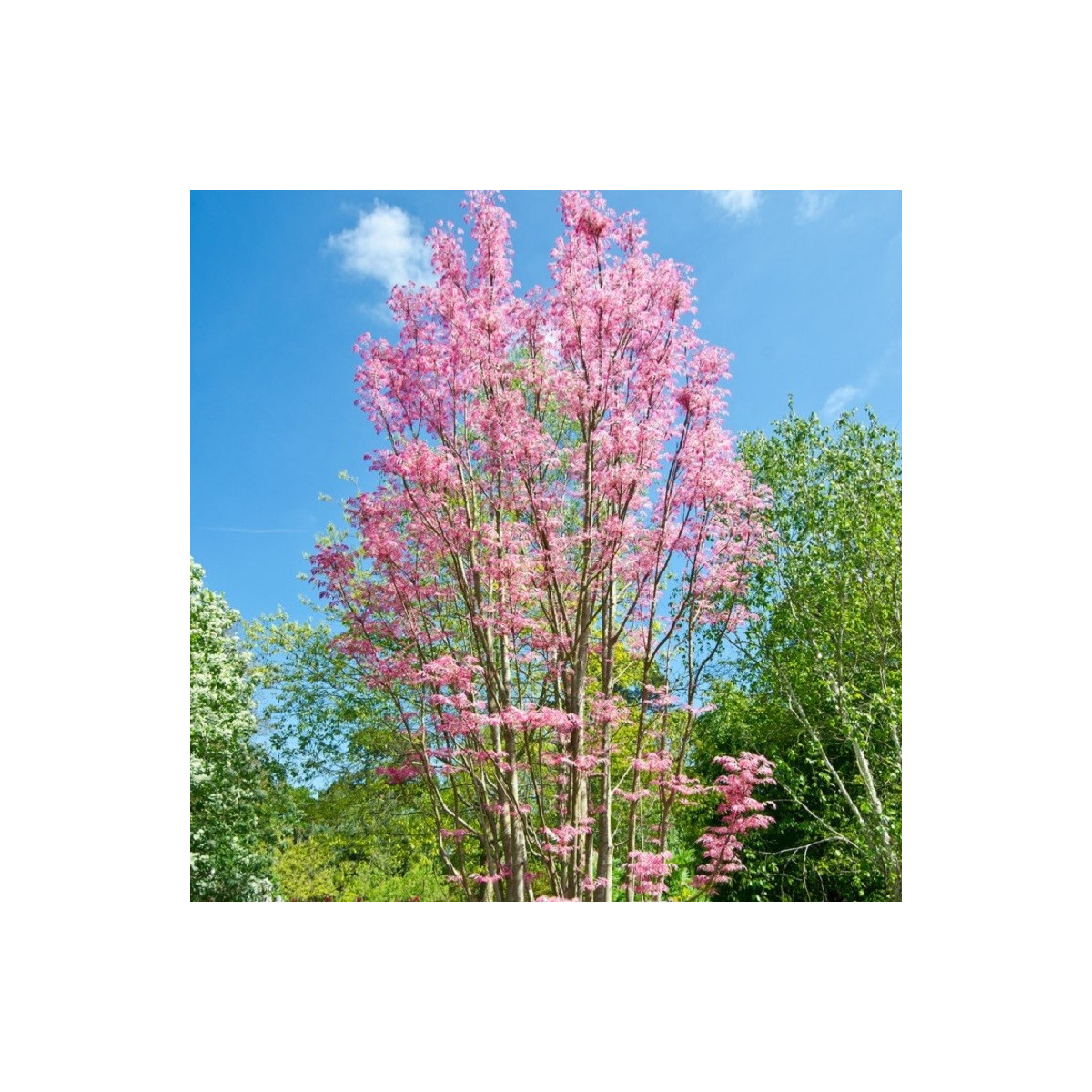 Česnekovník čínský - Toona sinensis - semena česnekovníku - 7 ks