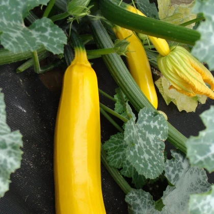Cuketa Goldena - Cucurbita pepo - semena cukety - 12 ks