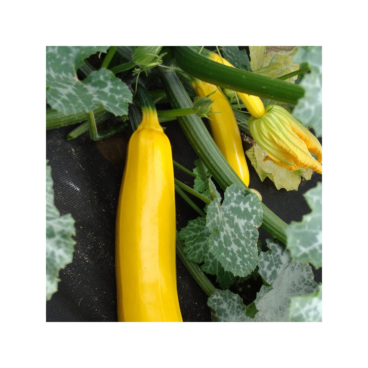 Cuketa Goldena - Cucurbita pepo - semena cukety - 12 ks