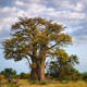 Baobab afrikai - Adansonia digitata - baobab magok - 6 db