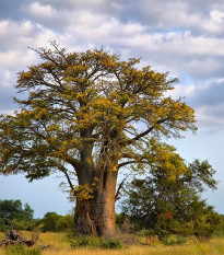 Baobab afrikai - Adansonia digitata - baobab magok - 6 db