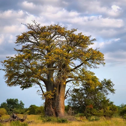 Baobab afrikai - Adansonia digitata - baobab magok - 6 db