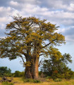 Baobab afrikai - Adansonia digitata - baobab magok - 6 db