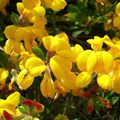 Štírovník růžkatý - Lotus corniculatus - semena štírovníku - 100 ks