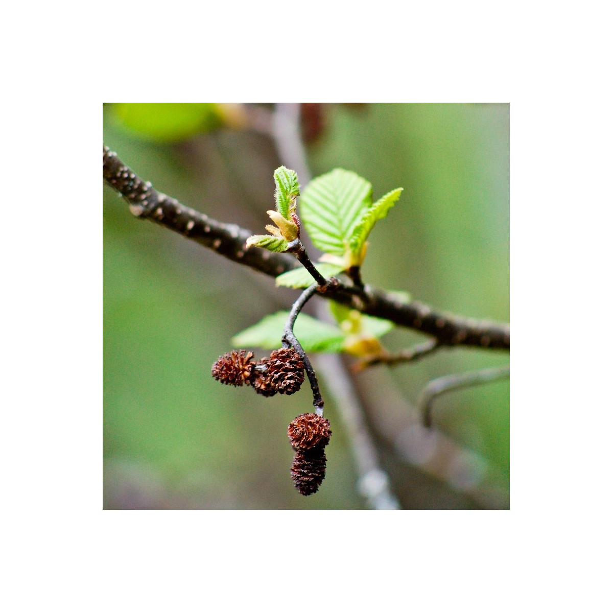 Olše šedá - Alnus incana - semena olše - 8 ks