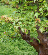 Javor Bürgerův - Acer buergerianum - semena javoru - 5 ks