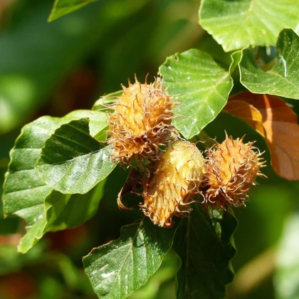 Buk lesní - Fagus sylvatica - semena buku - 7 ks