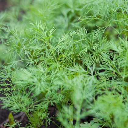 Kopr vonný Ceres - Anethum graveolens - semena kopru - 200 ks