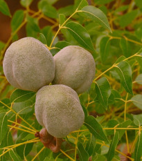 Mahagóni – Swietenia mahagoni – mahagóni magok – 15 db