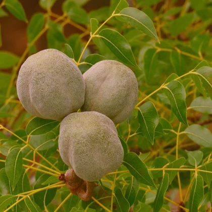 Mahagon - Swietenia mahagoni - semena mahagonu - 5 ks