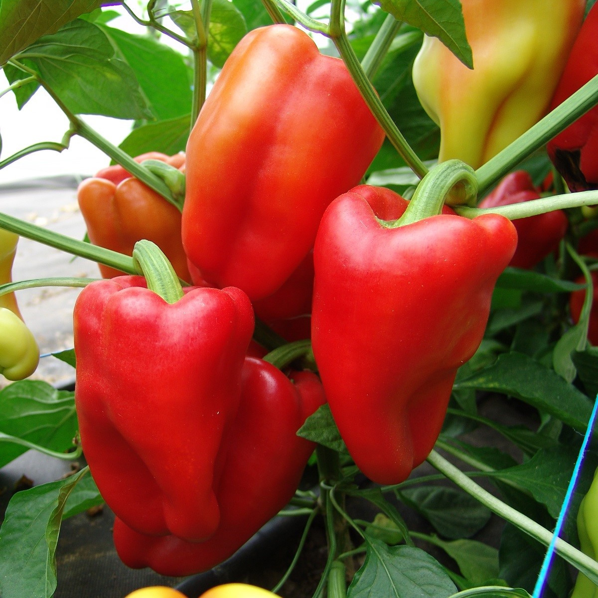 Paprika Andrea - Capsicum annuum - semena papriky - 20 ks