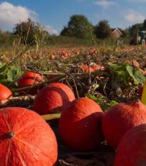 Dýně Hokkaido Uchiki kuri - Cucurbita maxima - semena dýně - 5 ks