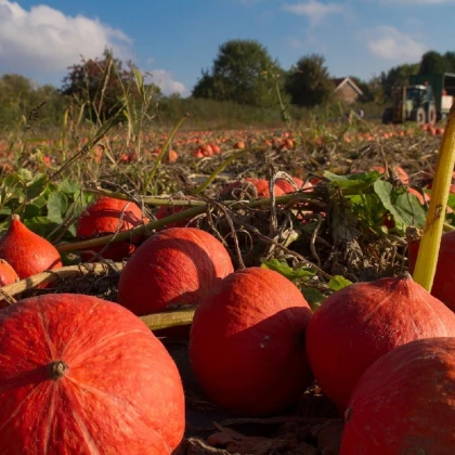 Dýně Hokkaido Uchiki kuri - Cucurbita maxima - semena dýně - 5 ks