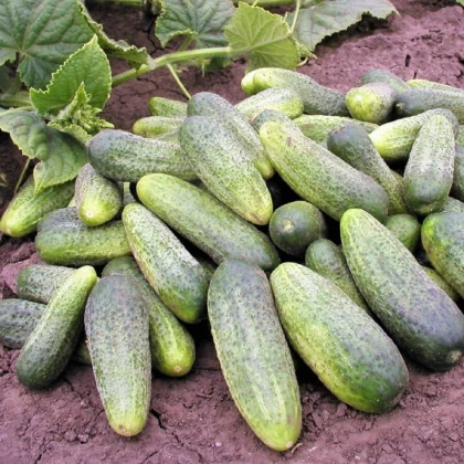 Okurka nakládačka Ornello F1 - Cucumis sativus - semena okurky - 30 ks