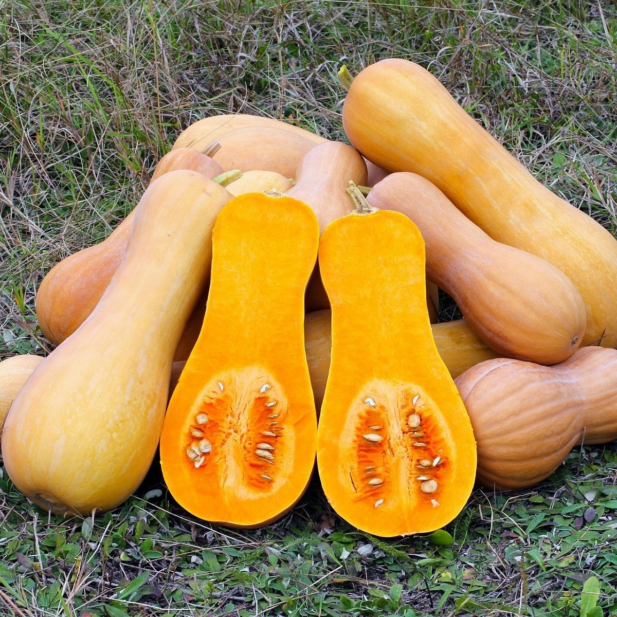 Tykev muškátová Butterscotch PMT F1 - Cucurbita moschata - semena tykve - 5 ks