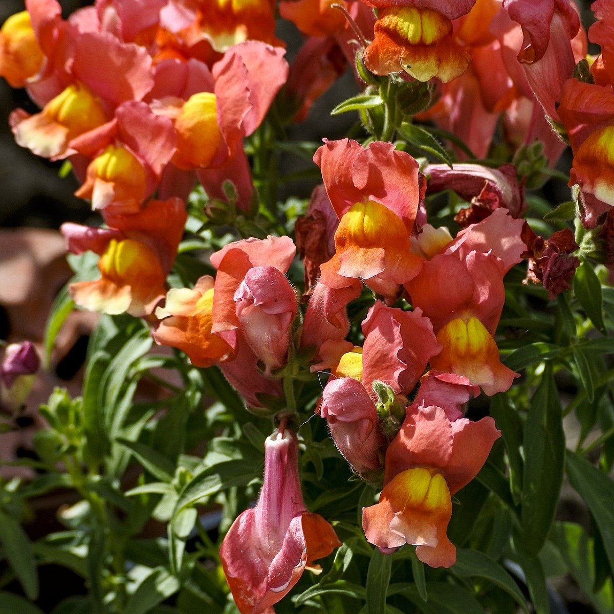 Hledík nízký dvoukvětý Twinny Bronze - Antirrhinum majus - semena hledíku - 20 ks