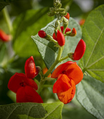 Hrachor Roma Scarlet - Lathyrus odoratus - semena hrachoru - 15 ks