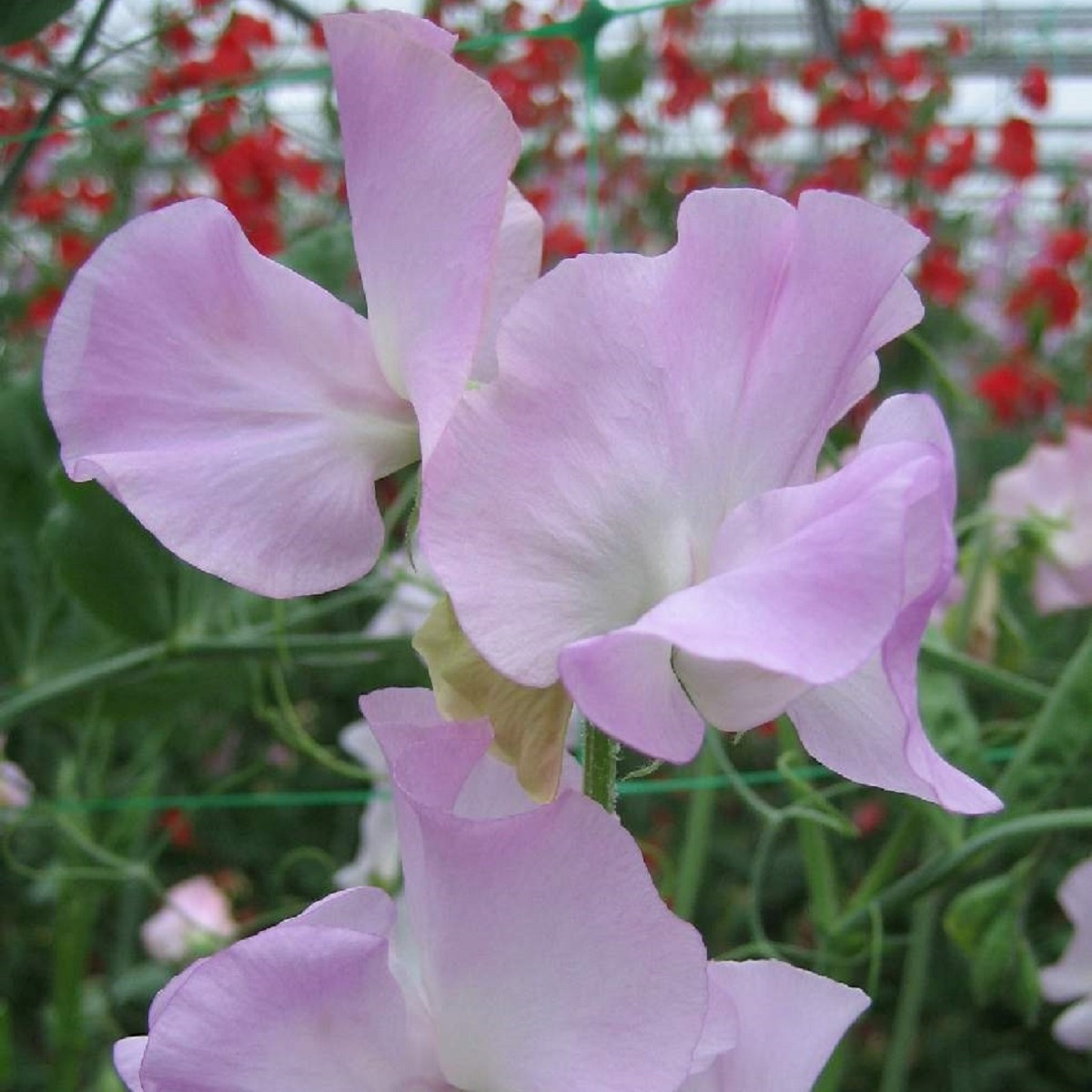 Hrachor Winter Sunshine - Lathyrus odoratus - semena hrachoru - 12 ks