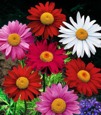 Kopretina Robinson směs - Tanacetum coccineum - semena kopretiny - 140 ks