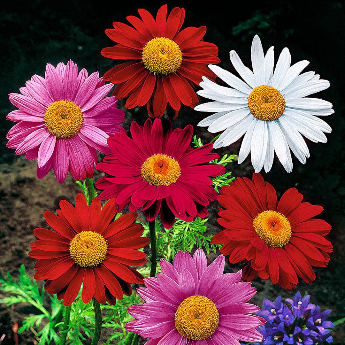 Kopretina Robinson směs - Tanacetum coccineum - semena kopretiny - 140 ks