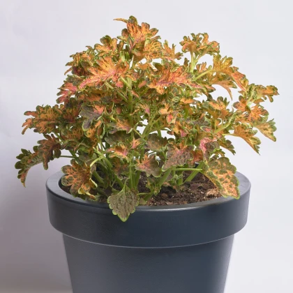 Africká kopřiva Wizard Scarlet - Coleus blumei - semena africké kopřivy - 30 ks