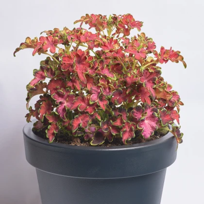 Africká kopřiva Wizard Velvet Rose - Coleus blumei - semena africké kopřivy - 30 ks