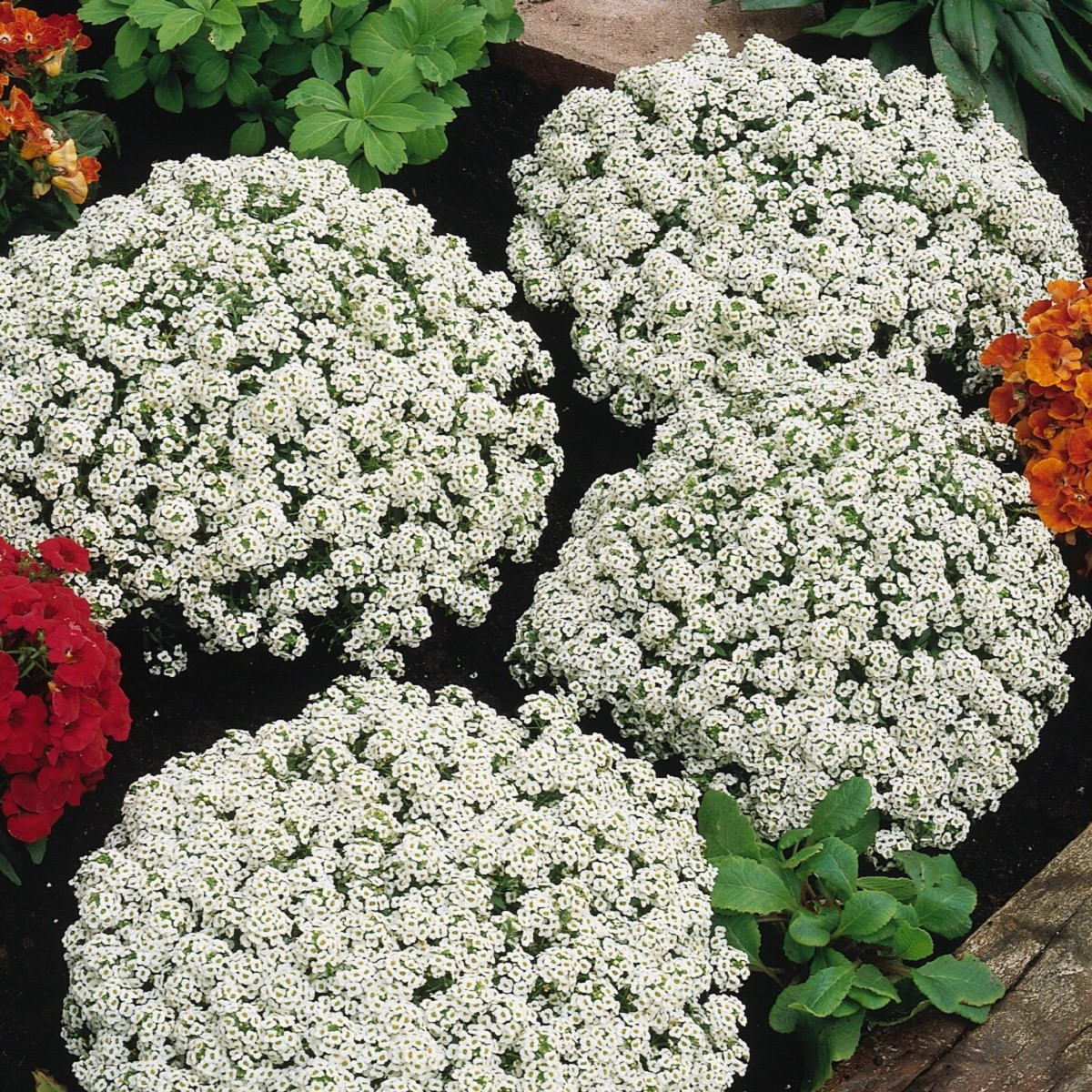 Tařicovka Snow Crystal - Lobularia maritima - semena tařicovky - 200 ks