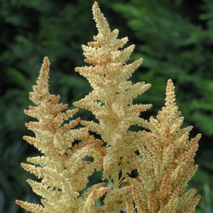 Laskavec Autumn Touch - Amaranthus caudatus - semena laskavce - 270 ks