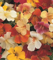 Keresztes mimulus Magic Mix F1 – Mimulus hybridus – mimulus magok – 50 db