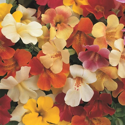 Kejklířka zkřížená Magic Mix F1 - Mimulus hybridus - semena kejklířky - 20 ks