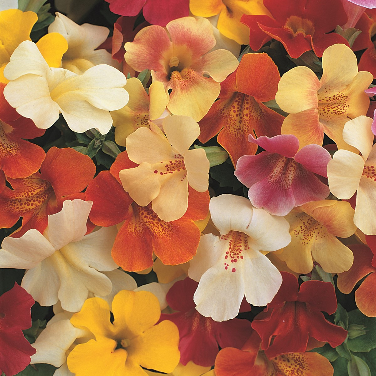 Kejklířka zkřížená Magic Mix F1 - Mimulus hybridus - semena kejklířky - 20 ks