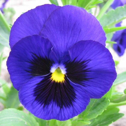 Maceška Schweizer Riesen Alpensee - Viola wittrockiana - semena macešky - 200 ks