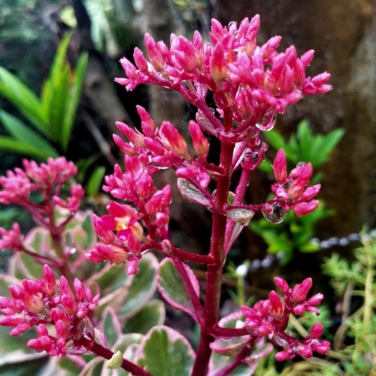 Rozchodník pochybný Voodoo - Sedum spurium - semena rozchodníku - 50 ks
