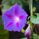 BIO Povíjnice fialová - Ipomoea purpurea - bio semena povíjnice - 15 ks
