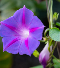 BIO Lila csillagvirág – Ipomoea purpurea – bio csillagvirág magok – 30 db