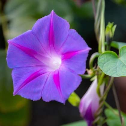 BIO Lila csillagvirág – Ipomoea purpurea – bio csillagvirág magok – 30 db