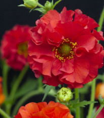 Kuklík chilský Red Dragon - Geum chiloense - semena kuklíku - 20 ks