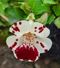 Fehér foltos mimulus – Mimulus – mimulus magok – 20 db